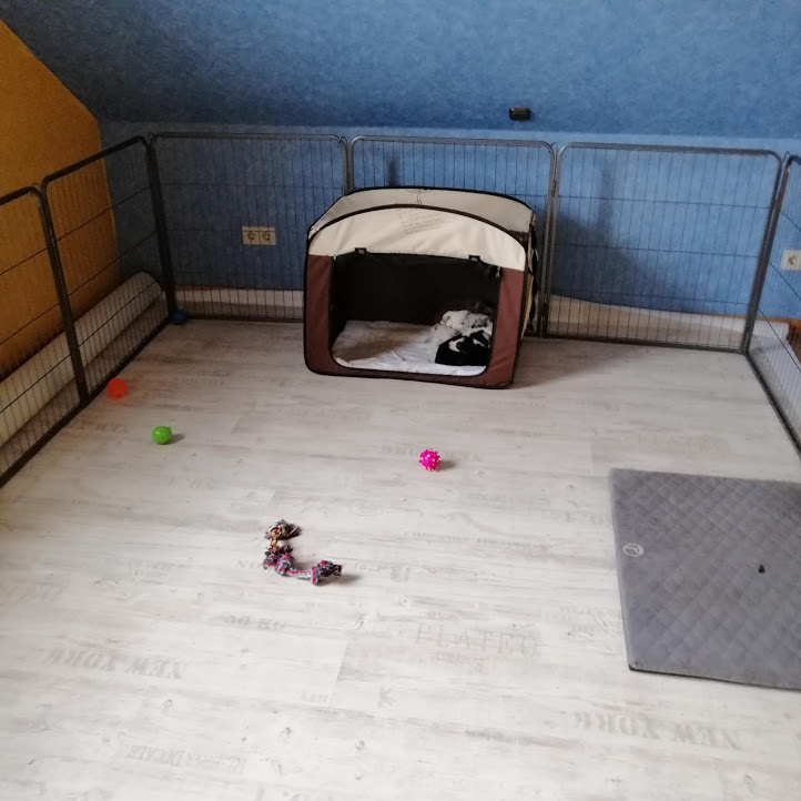 Umzug in den gro&szlig;en Auslauf